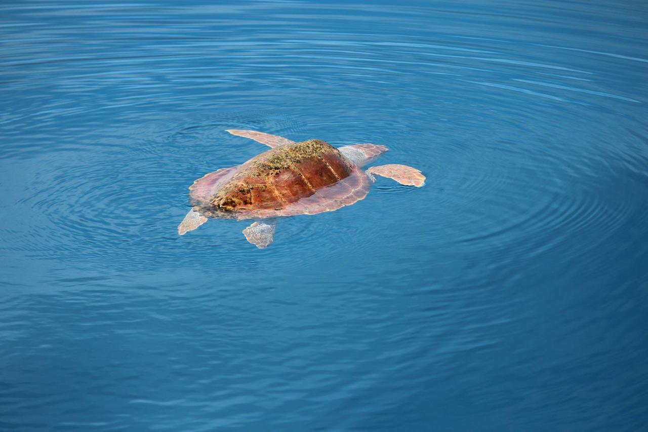 Scugnizza Smeralda Cannigione Luaran gambar